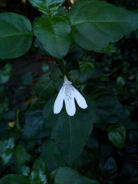 Image of Justicia tubulosa subsp. lateovata (C. B. Cl.) J. C. Manning & Goldblatt