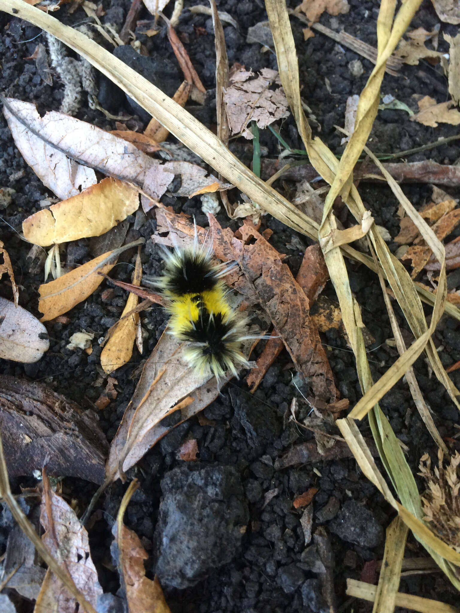 Слика од Lophocampa maculata Harris 1841