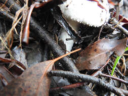 Image de Amanita farinacea (Sacc.) Cleland & Cheel 1914