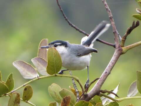 Polioptila plumbea maior Hellmayr 1900 resmi