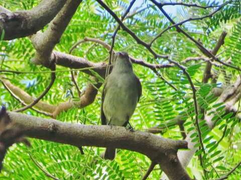 Imagem de Elaenia martinica (Linnaeus 1766)