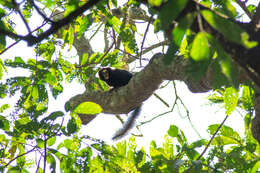 Image of Buffy Tufted-ear Marmoset