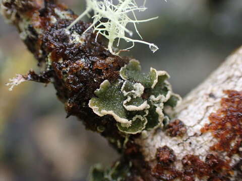 Image of Erioderma sorediatum D. J. Galloway & P. M. Jørg.