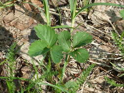 Image de Fragaria ×ananassa