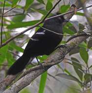 Image of White-shouldered Fire-eye