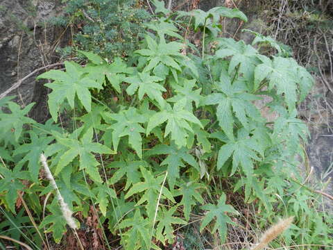 Image of Pelargonium hispidum (L. fil.) Willd.