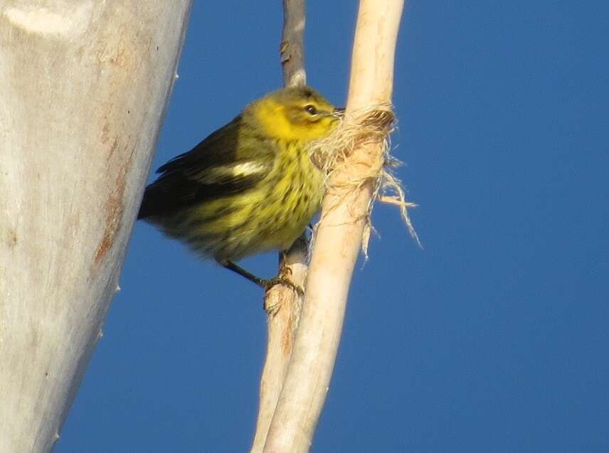 Image of Cape May Warbler