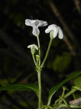 Image de Ceropegia santapaui Wadhwa & Ansari