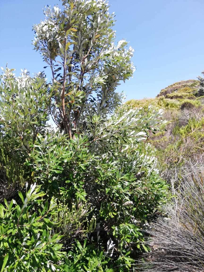 Image of Banksia integrifolia subsp. integrifolia
