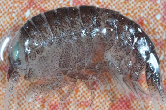 Image of big-eye amphipod