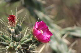 Image of tree cholla