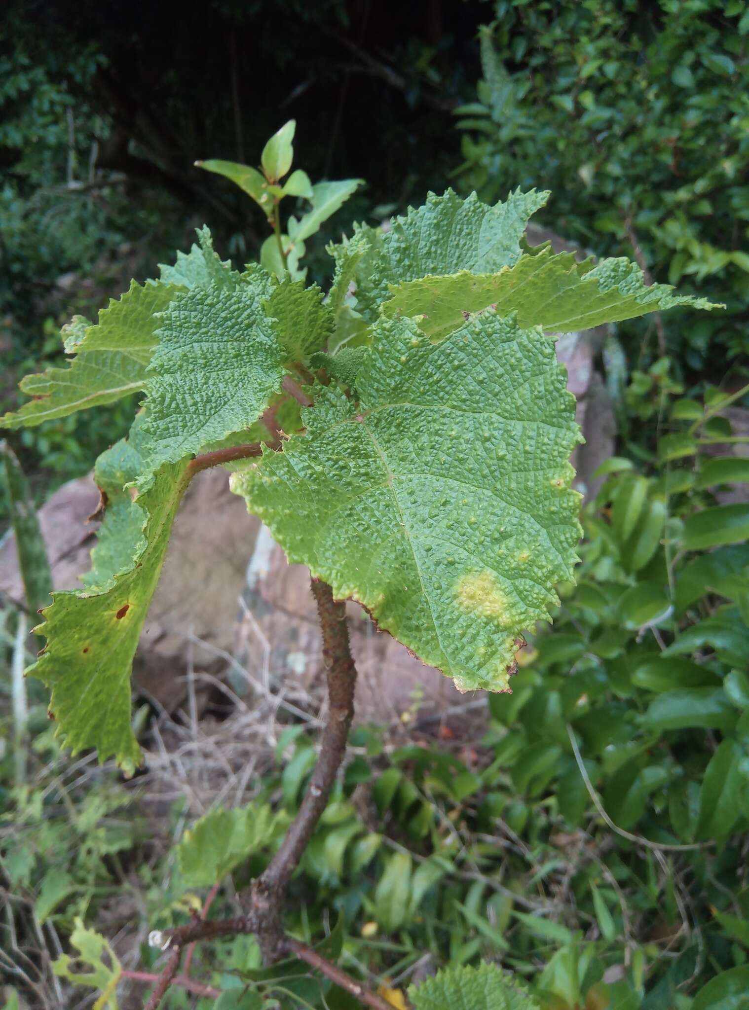 Image of Rock tree-nettle