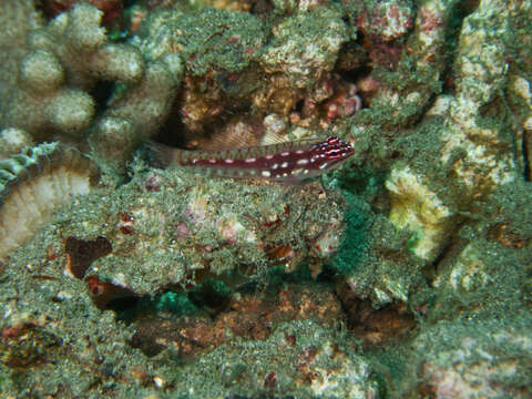 Image of Prasites pygmy goby