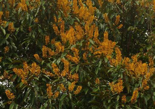 Image of Vochysia sabatieri L. Marcano-Berti