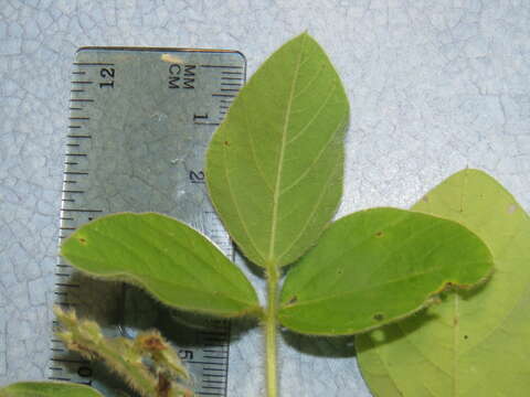 Image of soybean