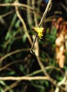 Image of Micrathena furva (Keyserling 1892)