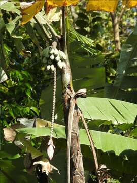 Image of Musa nagensium Prain