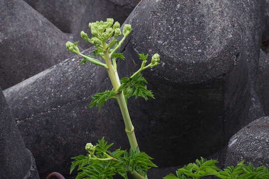 Image of Angelica japonica A. Gray