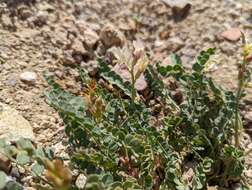 صورة Astragalus beckwithii var. purpureus M. E. Jones