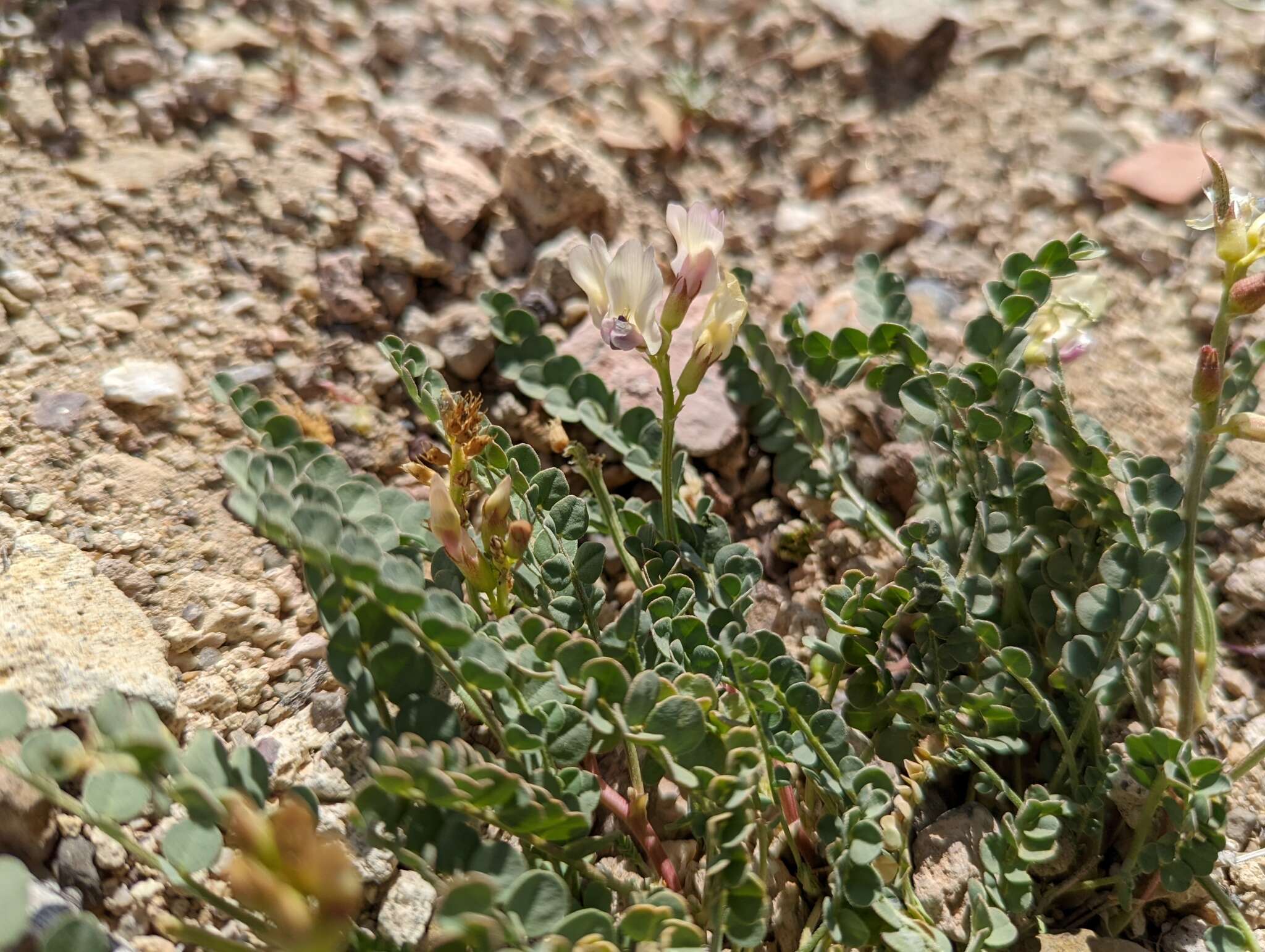 Imagem de Astragalus beckwithii var. purpureus M. E. Jones