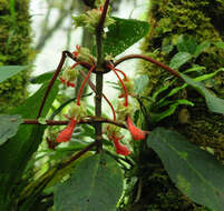 Image of Glossoloma schultzei (Mansf.) J. L. Clark