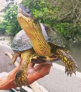 Image of Colombian Wood Turtle