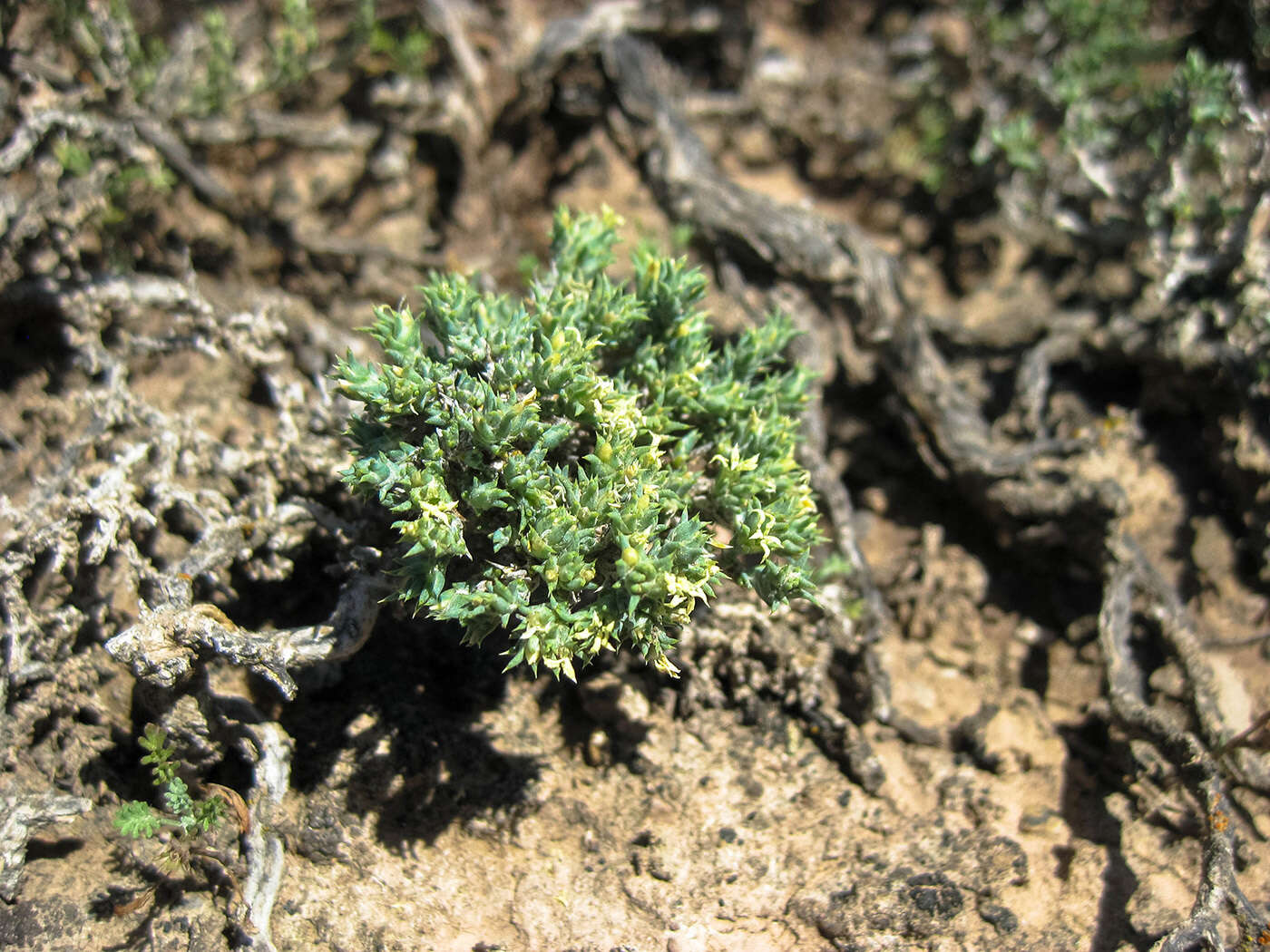 Image of Nanophyton erinaceum (Pall.) Bunge