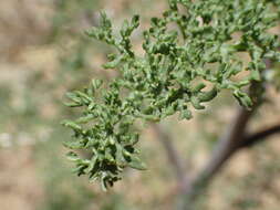 Sivun Chaenactis artemisiifolia (Harvey & A. Gray) A. Gray kuva