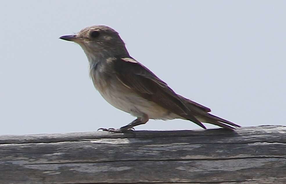 Image of <i>Muscicapa striata tyrrhenica</i>