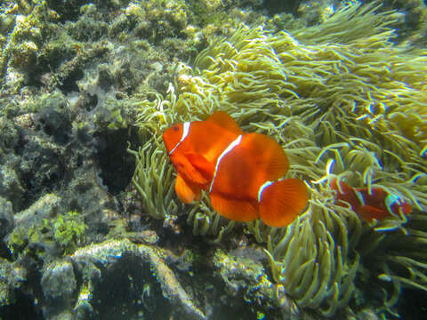 Image de Amphiprion biaculeatus (Bloch 1790)