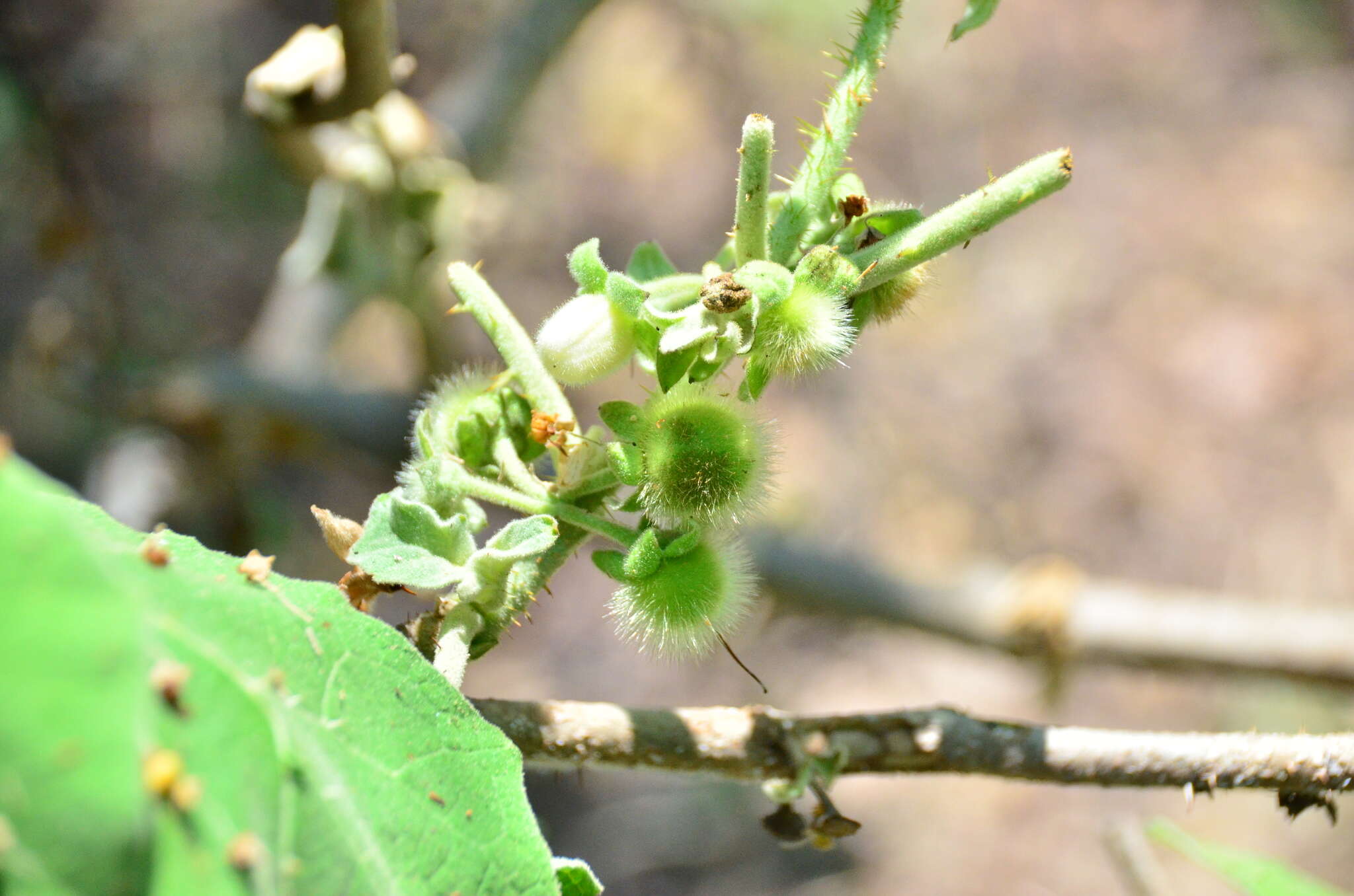 Image of Solanum hirtum Vahl