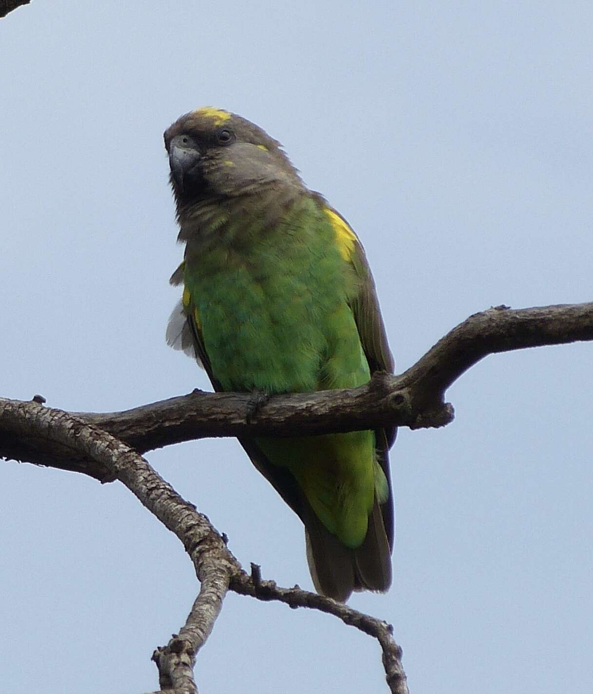 Image of Poicephalus meyeri saturatus Sharpe 1901