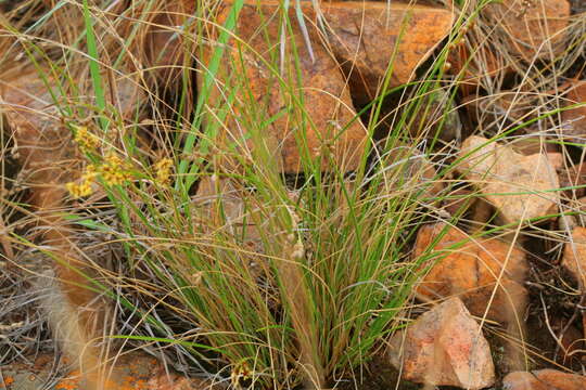 Imagem de Coleochloa setifera subsp. setifera