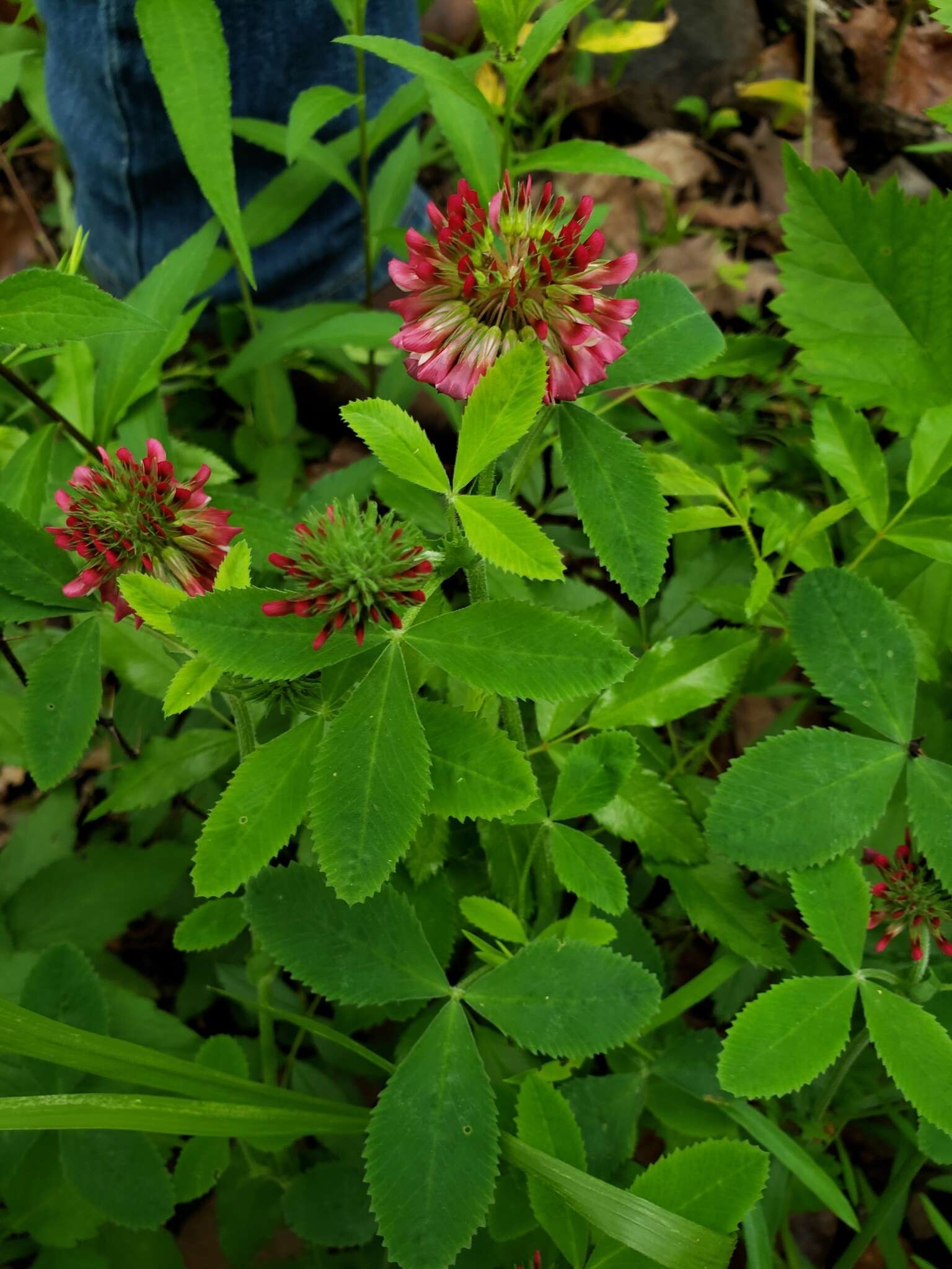 Sivun Trifolium reflexum L. kuva