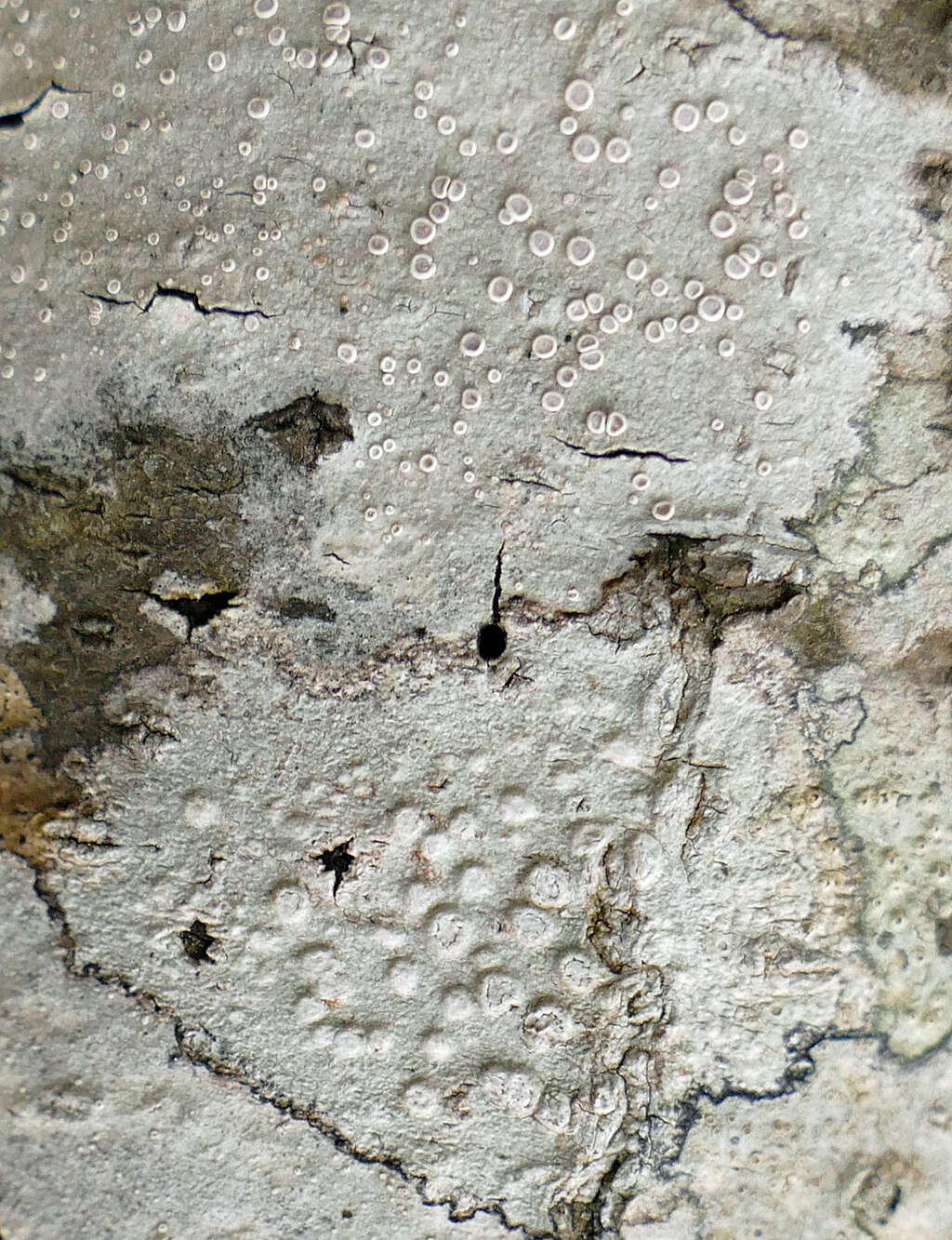 Image of Lecanora subpallens