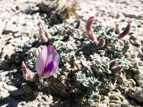 Image of Ash Meadows milkvetch