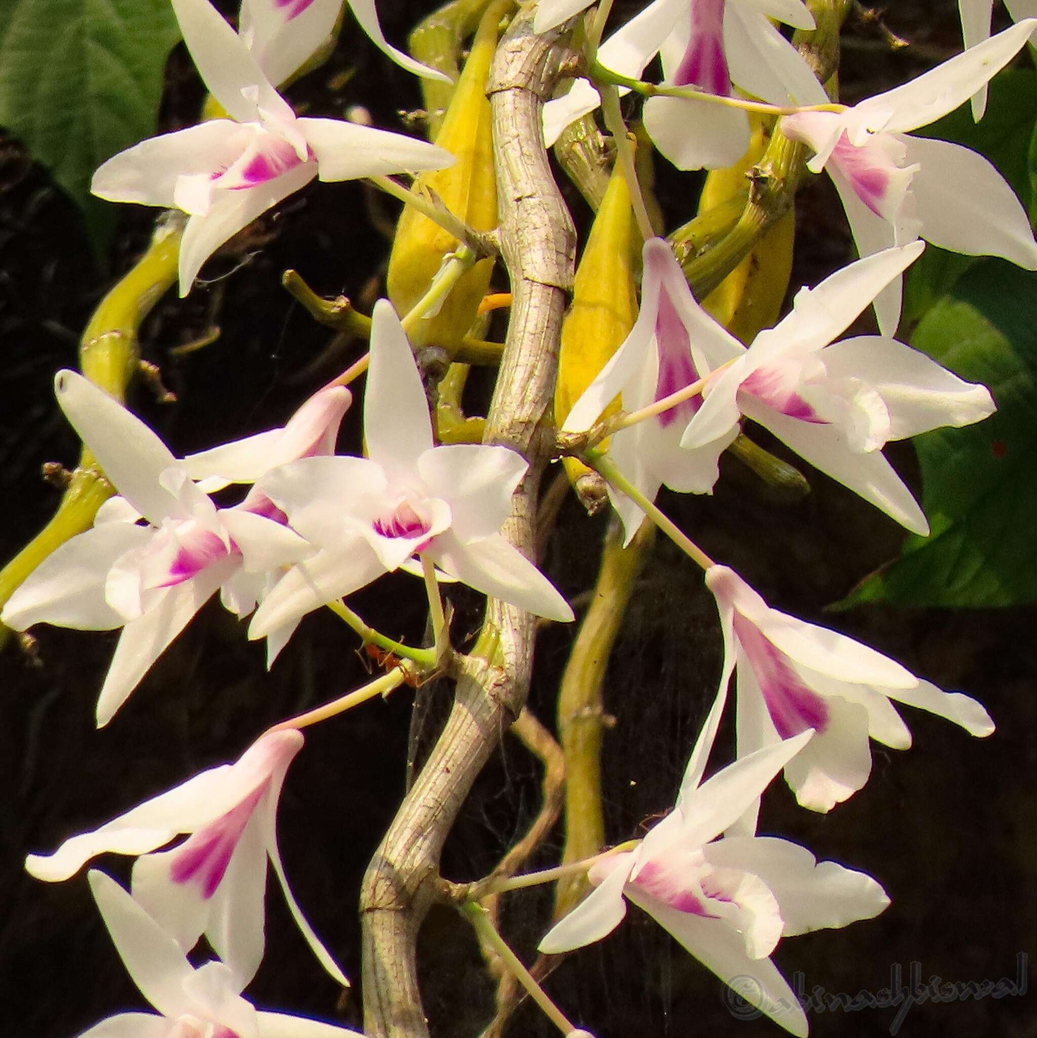 Imagem de Dendrobium transparens Wall. ex Lindl.