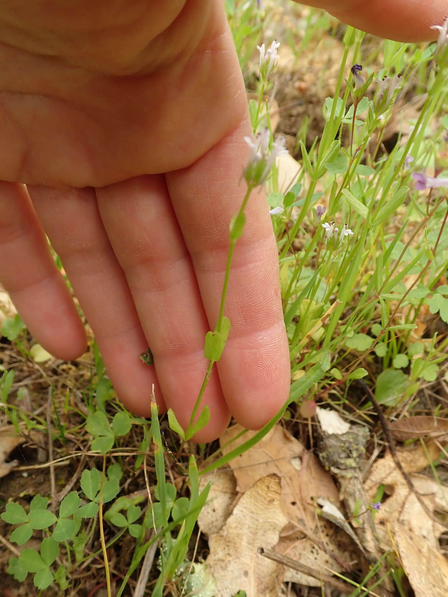 Plancia ëd Valeriana ciliosa (Greene) Byng & Christenh.