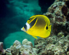 Image of Halfmoon Butterflyfish