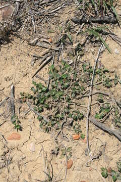 Image of Blepharis integrifolia (L. fil.) E. Mey. & Drege