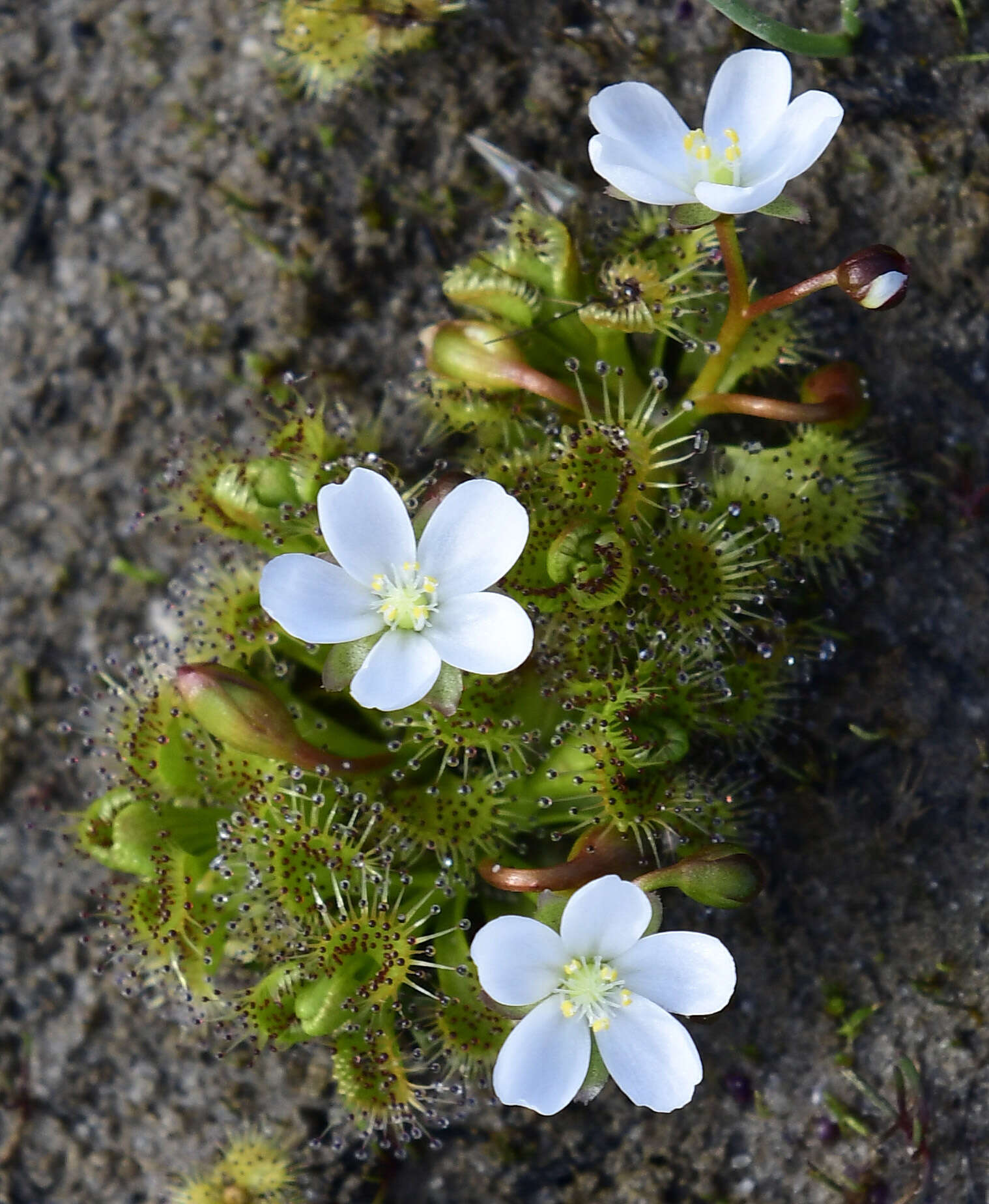 Image of Drosera ramellosa Lehm.