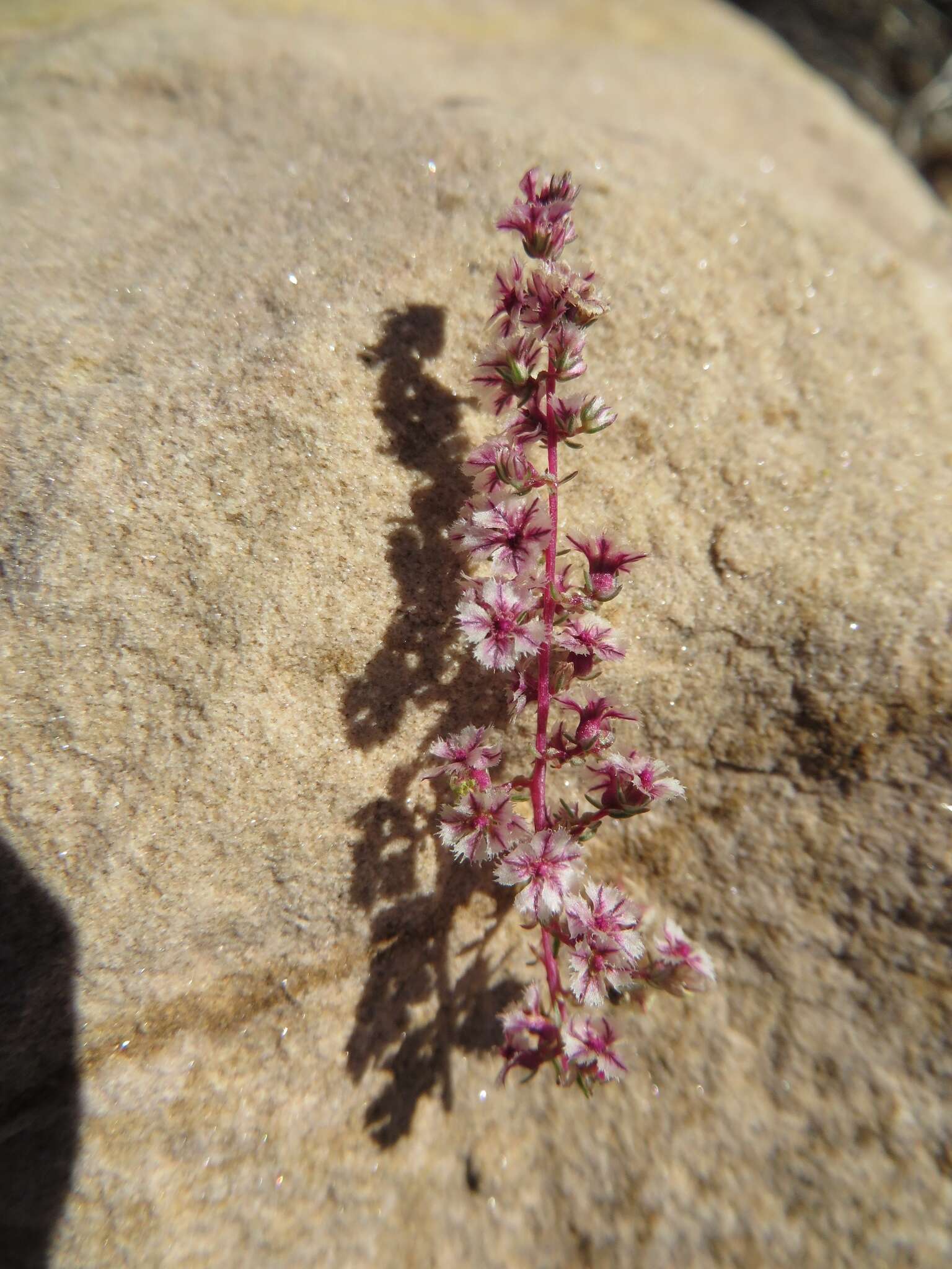 Image of fringed amaranth