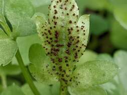 Imagem de Puccinia adoxae R. Hedw. 1805