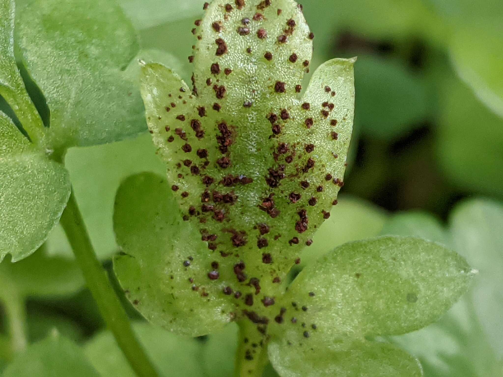 Imagem de Puccinia adoxae R. Hedw. 1805