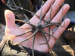 Image of Notched brittle star