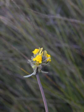 Слика од Linaria simplex (Willd.) DC.