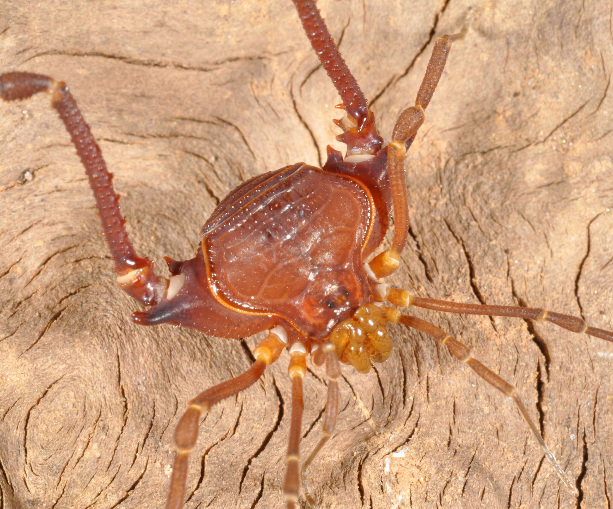 Image of Krateromaspis Carvalho & Kury 2021