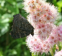 Image of Aglais io geisha (Stichel 1908)