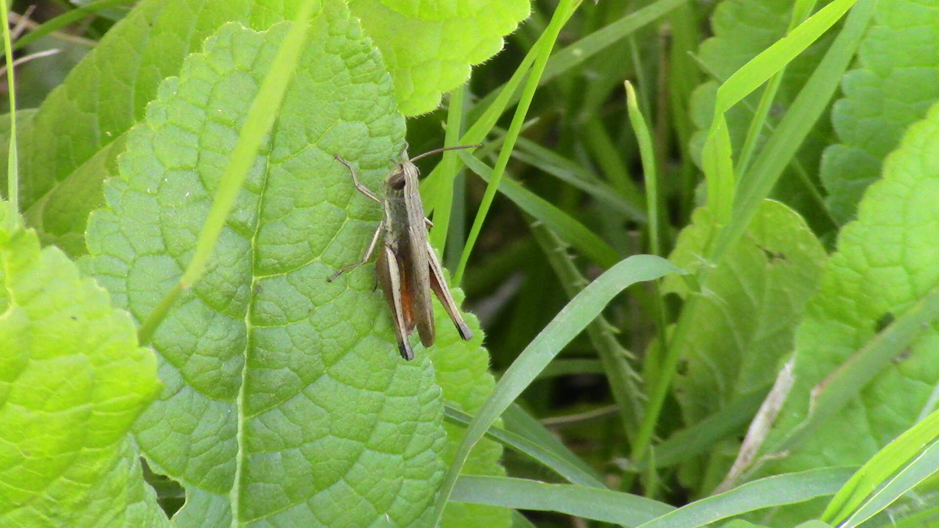 Слика од Amblytropidia australis Bruner & L. 1904