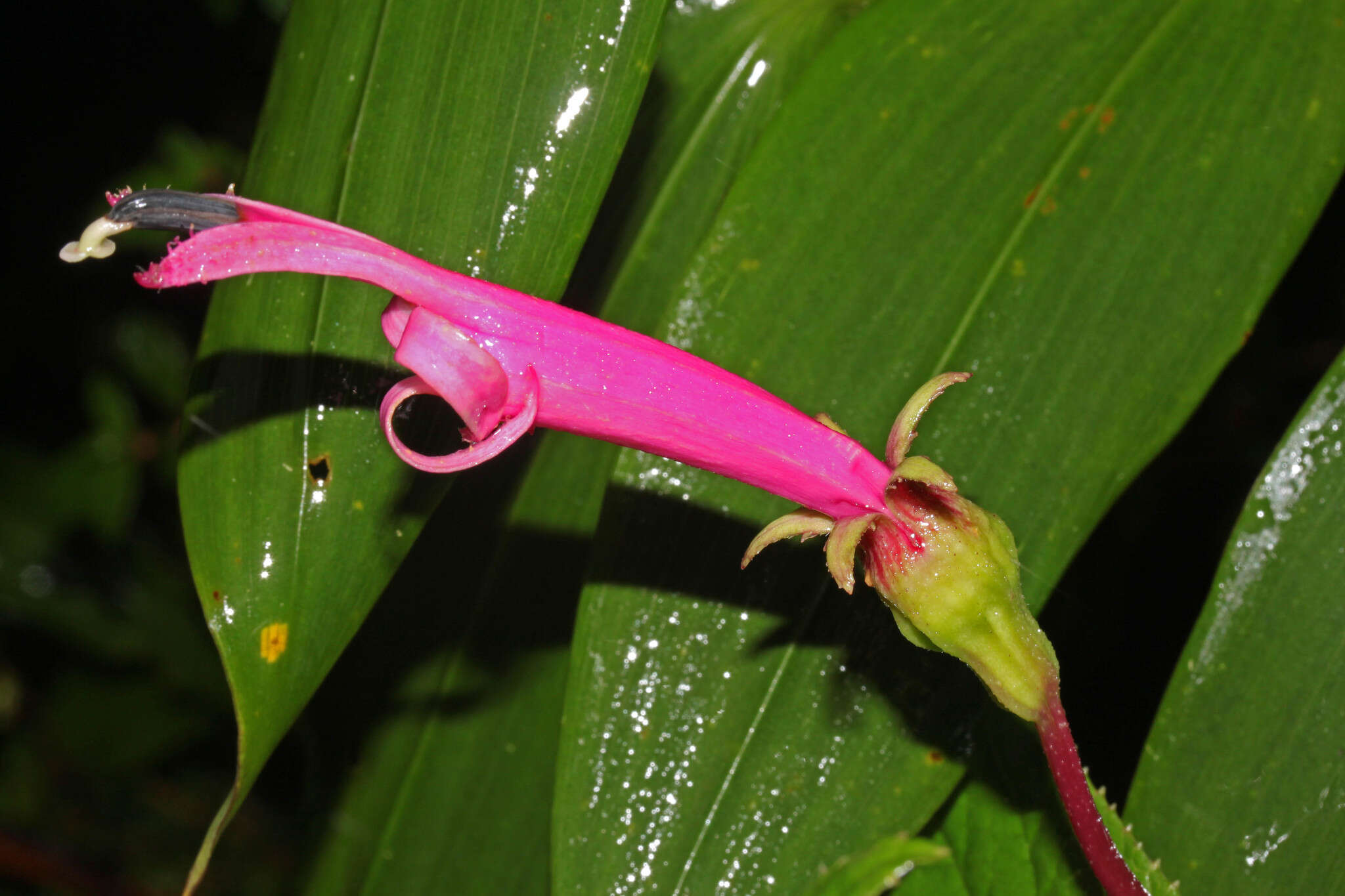 Image of Centropogon gutierrezii (Planch. & Oerst.) E. Wimm.